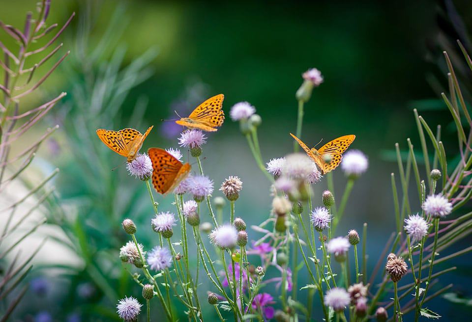 Photo of butterflies drinking nectar, contribution image for the explanation of the metaphor of website maintenance and gardening